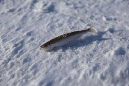 ��������� ������ ������ ������ ������� ������