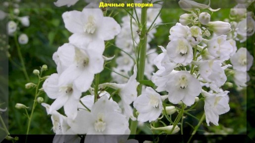 ���������� � ��� ����������� ������: ���� ��� �������� ������������� ��������