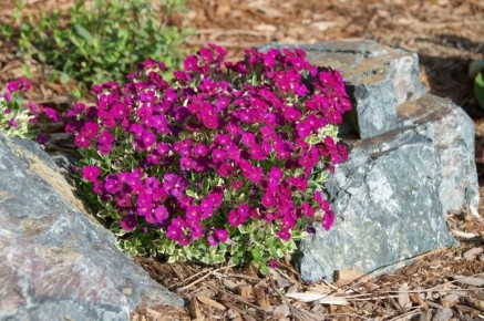 ������������� ����� ��� ������ ����: ������� ��� ������