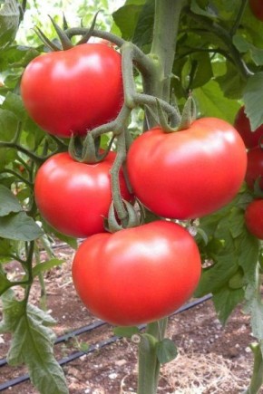 ����� ���������: ��� �������� �������� ������ � ����������� ������ ������