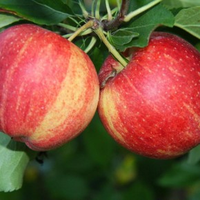 ��� ������� ������ ��������� ������: ������ ��� ��������� ������