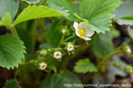 ����� ������������ �����: ������� �������� ��������� ��������