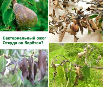 ��� ������ ����� �� �������������� �����?