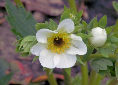 ������ ������ ��������: ������� ������������ �������������