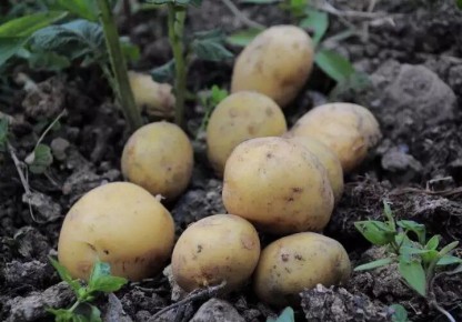 ���� ��� �����: ��� ����� � 25 ������ �� 1 ���