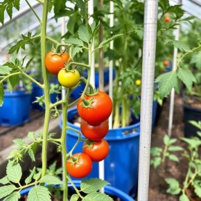 ������ ����� �� ����� �������: ����� �� ��������?