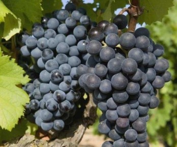 �������� ������: ����� ����� ������������� ���������