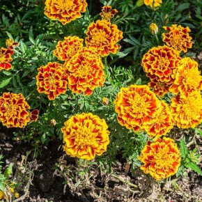 ��� ��������� ��������: �������� ��� ���� ������� ������� � ��������