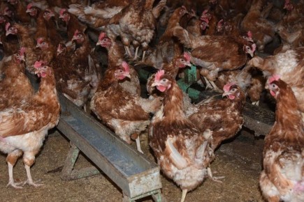 ���������� ���������� �� ��������� ��������������� �������� �������� ��������