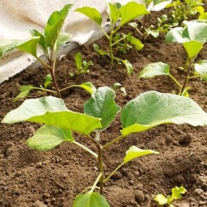 ��� ��������� ���������� ��������� � �������: ������� � ������