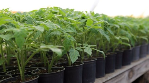 ��� ��������� ������� ������� �������: ������� ��������� �������