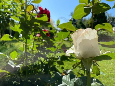 ������� ���������: ����������� ������ �� ����� �� ����������