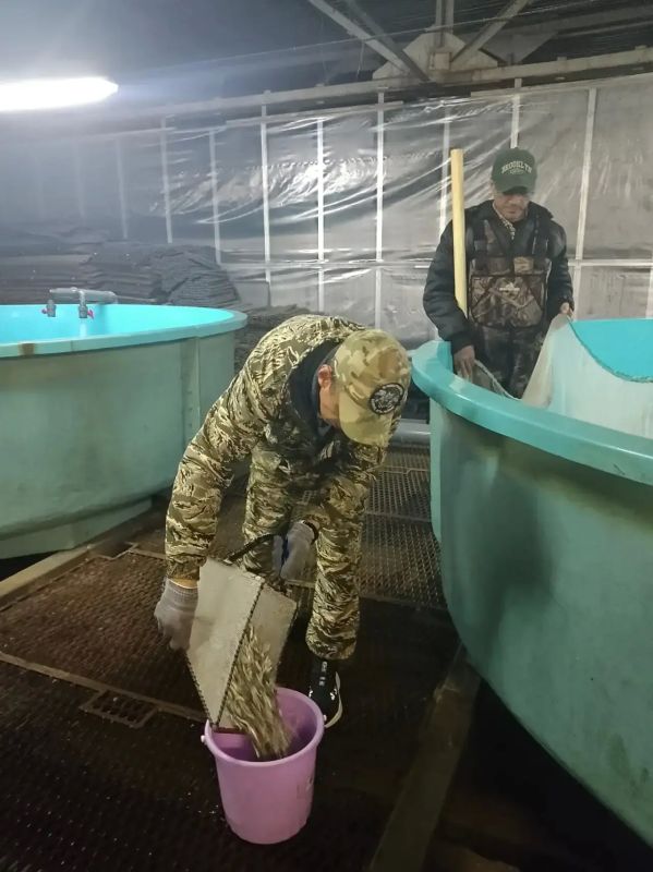 Стартовал самый ранний и масштабный выпуск молоди лососей за последние годы Стартовал самый ранний и масштабный выпуск молоди лососей за последние годы