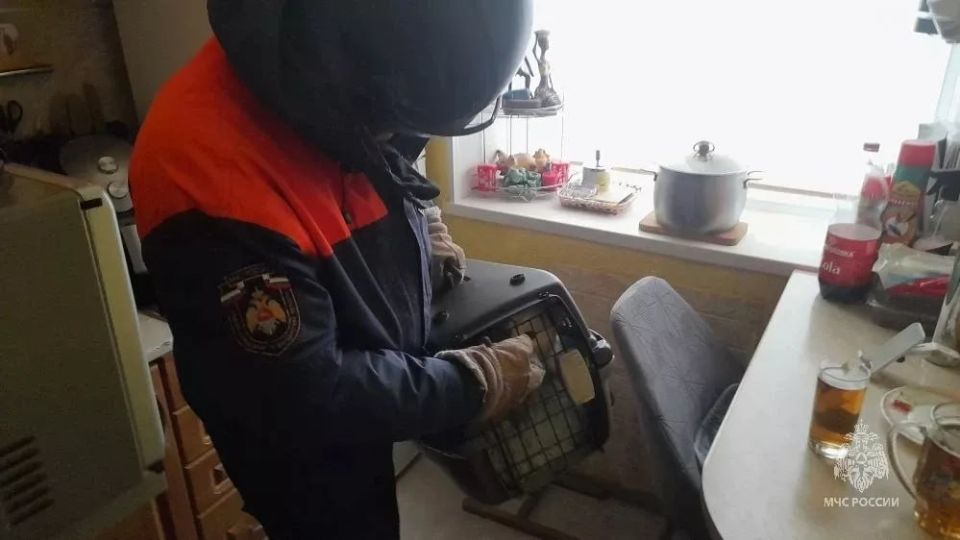 Жители Магадана вызвали спасателей из-за агрессивного кота