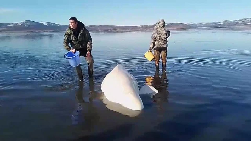 Детёныша белухи, застрявшего на мелководье, продолжают спасать на Ольском лимане