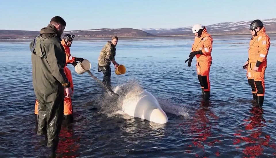 Детеныша белухи, застрявшего на мелководье, спасли на Ольском лимане