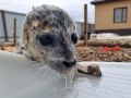 Волонтеры выхаживают пару молодых тюленей на дачном участке в Магадане