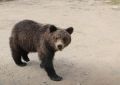Колымчан просят не прикармливать медведей