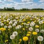 Эффективные методы борьбы с одуванчиками: как вернуть контроль над своим участком