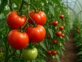 ������� ��������: ��� �������� ����� �������� ������ ������ ����