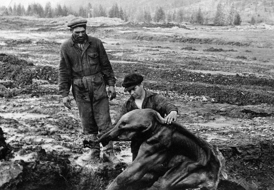 Легендарный мамонтенок Дима может стать символом нового семейного парка в Магадане Легендарный мамонтенок Дима может стать символом нового семейного парка в Магадане