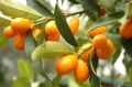 Кумкват: Миниатюрный цитрус с удивительными вкусами