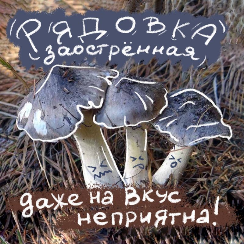 Не за горами старт сезона тихой охоты и самое время вспомнить, какие грибы не стоит собирать Не за горами старт сезона тихой охоты и самое время вспомнить, какие грибы не стоит собирать