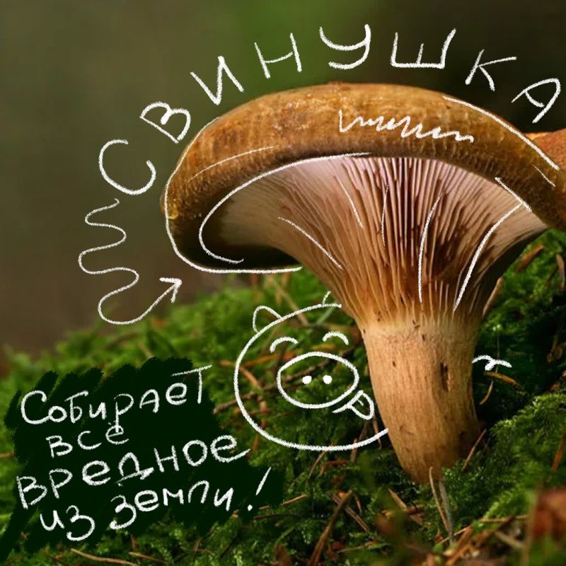 Не за горами старт сезона тихой охоты и самое время вспомнить, какие грибы не стоит собирать Не за горами старт сезона тихой охоты и самое время вспомнить, какие грибы не стоит собирать