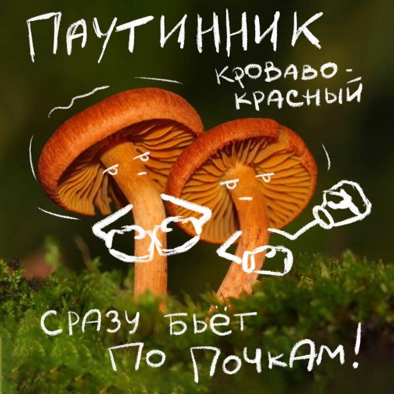Не за горами старт сезона тихой охоты и самое время вспомнить, какие грибы не стоит собирать Не за горами старт сезона тихой охоты и самое время вспомнить, какие грибы не стоит собирать