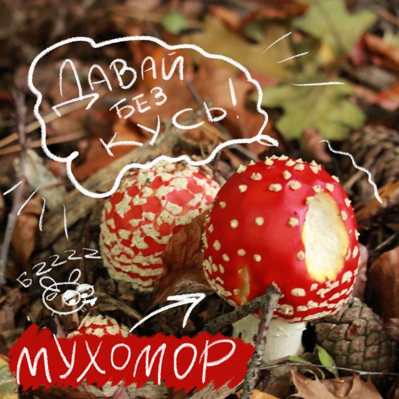 Не за горами старт сезона тихой охоты и самое время вспомнить, какие грибы не стоит собирать Не за горами старт сезона тихой охоты и самое время вспомнить, какие грибы не стоит собирать
