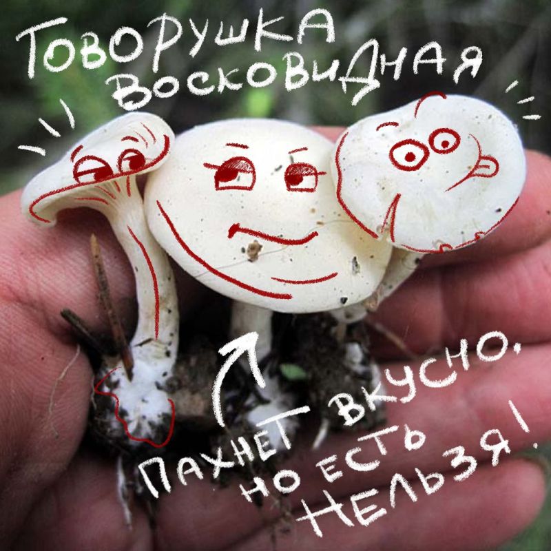 Не за горами старт сезона тихой охоты и самое время вспомнить, какие грибы не стоит собирать Не за горами старт сезона тихой охоты и самое время вспомнить, какие грибы не стоит собирать
