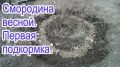 Как правильно подкормить смородину в конце апреля для будущего урожая