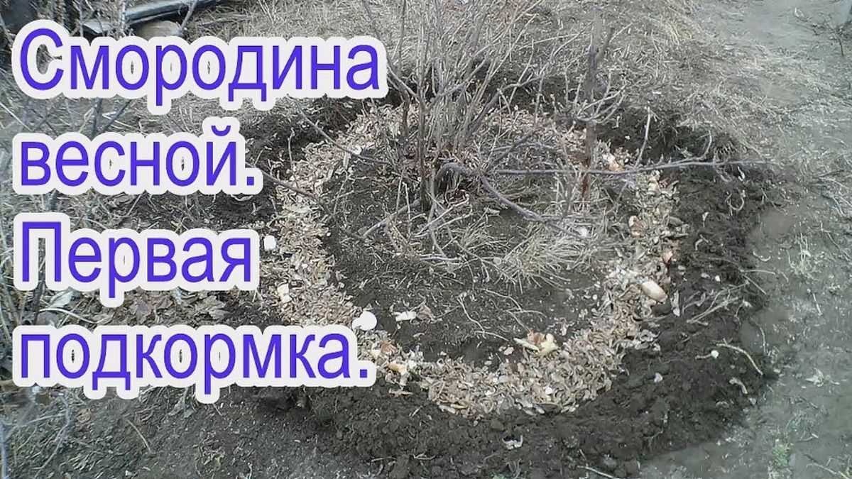 Как правильно подкормить смородину в конце апреля для будущего урожая