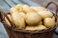 Выращивание картофеля: советы для успешного урожая
