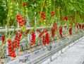 Точки для розничной торговли местными овощами и зеленью определят в Магадане