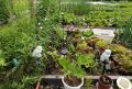 Жительница Сеймчана экспериментирует с выращиванием кукурузы