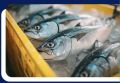Аквакультура в России продолжает расти