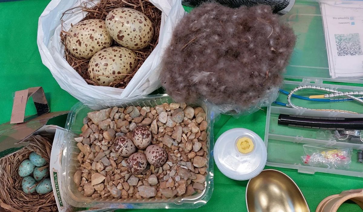 Экзотические животные и чудеса электричества ждали магаданцев на научном фестивале «Калейдоскоп» Экзотические животные и чудеса электричества ждали магаданцев на научном фестивале «Калейдоскоп»
