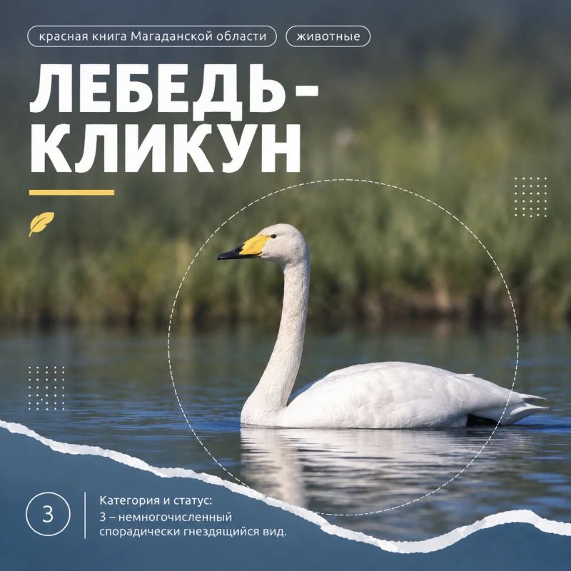 Продолжаем листать страницы Красной книги Магаданской области