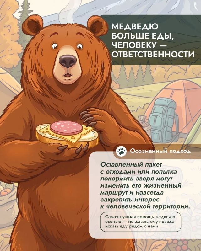 Почему осенью медведи оказываются рядом с людьми чаще? Почему осенью медведи оказываются рядом с людьми чаще?