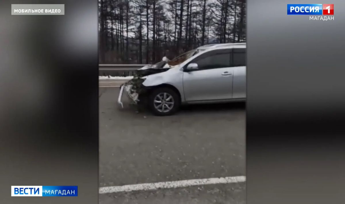 Универсал протаранил лошадей на ФАД «Колыма»: водитель ранен, животные погибли Водитель пострадал, две лошади погибли на месте