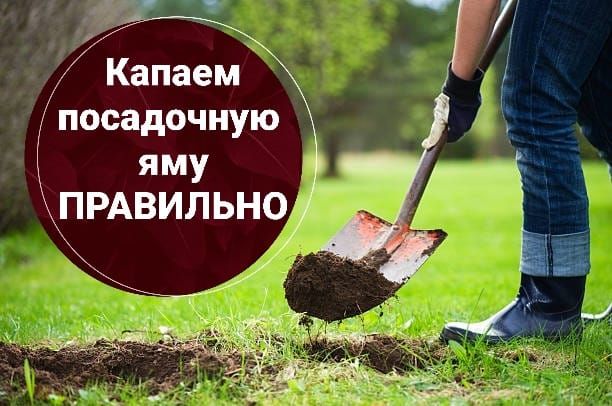 Как правильно подготовить посадочные ямы: секреты и рекомендации