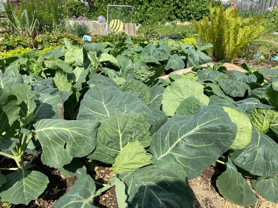 Как навсегда защитить капусту от вредителей: эффективные методы без химии