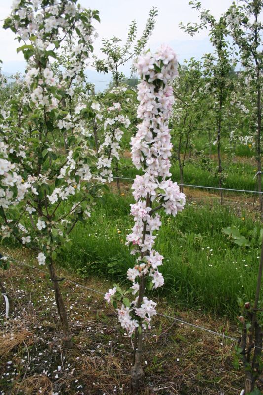 Почему колонновидные яблони становятся новым трендом в садоводстве?