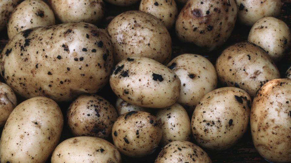 Не гниет и не зеленеет: мудрые дачники хранят картошку только так