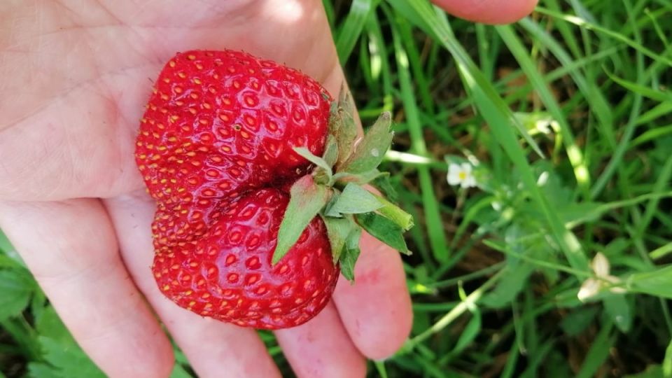 Как секреты бабушки помогают получить крупные ягоди клубники за короткое время