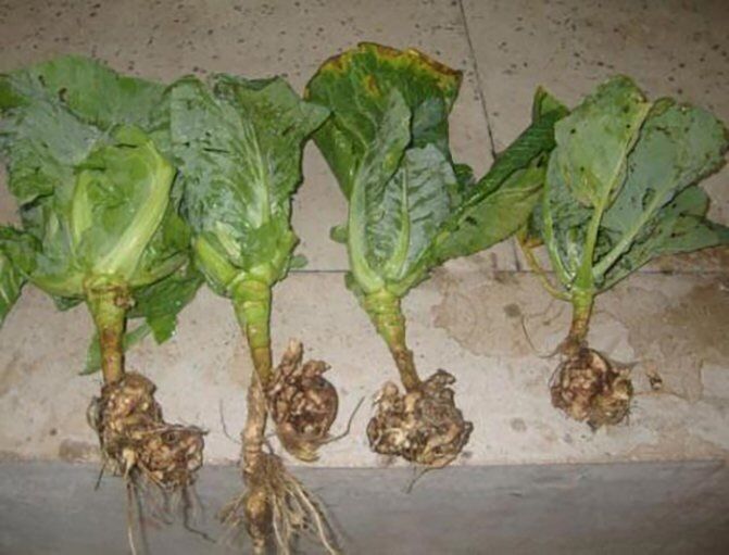 Цветная капуста под угрозой: как сохранить урожай от болезней и вредителей