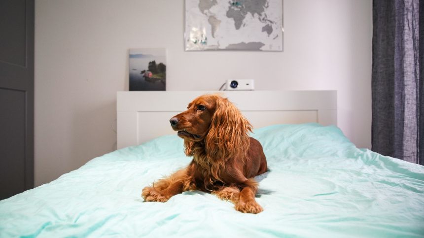 В России могут ввести норму жилплощади для домашних животных