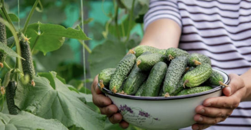 Как дрожжевая подкормка помогает огурцам выдавать щедрый урожай
