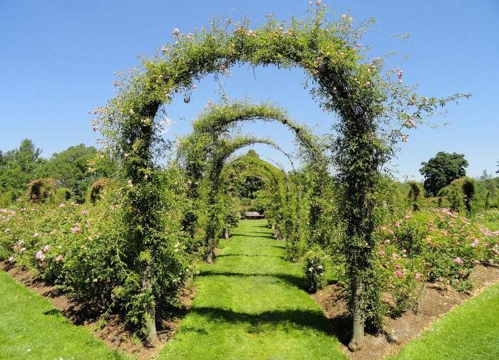 Садовые арки: изящество, поддержка и уют в вашем саду